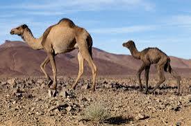 Quand partir à Foum Zguid : Guide pour découvrir la beauté du désert marocain
