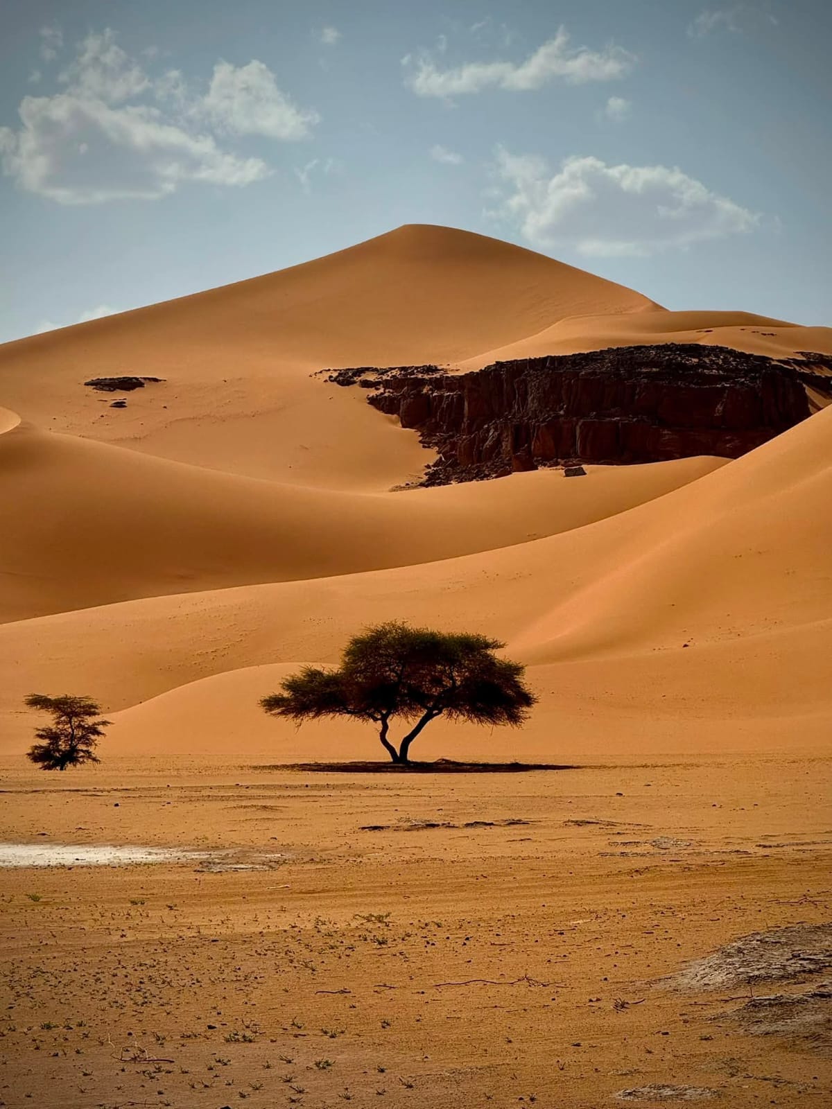 Golden sand dunes and an acacia tree in the Sahara Desert near Foum Zguid, Morocco.